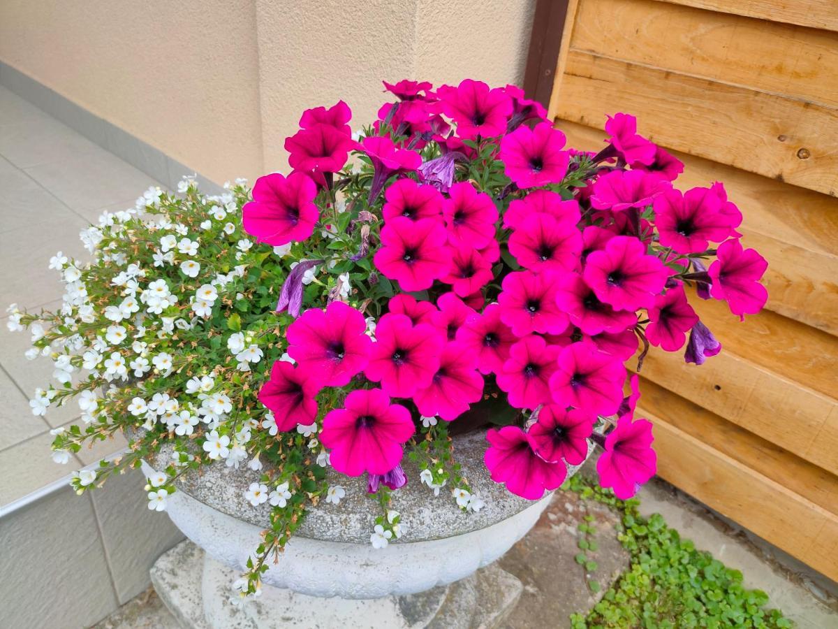 Studio Apartman Queen Bjelovar Bagian luar foto